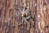 Philodromus margaritatus